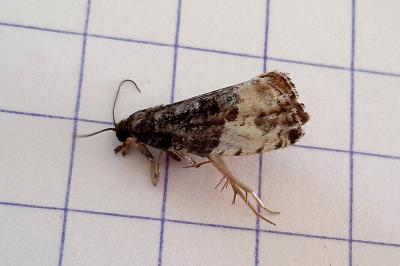 <i>Hedya pruniana</i>