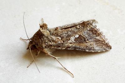 <i>Trichoplusia ni</i>
