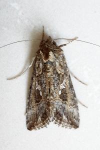 <i>Trichoplusia ni</i>