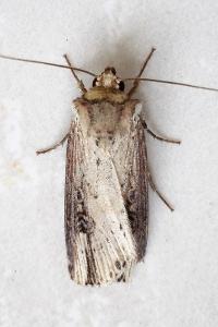 <i>Axylia putris</i>