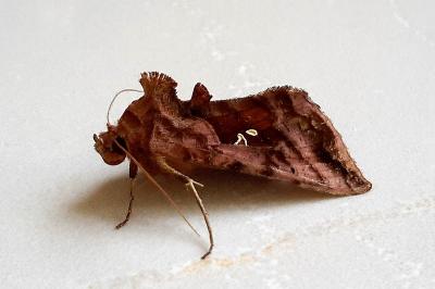<i>Autographa jota</i>