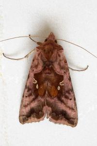 <i>Autographa jota</i>