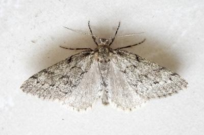 <i>Tephronia sepiaria</i>