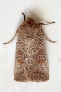 <i>Hoplodrina octogenaria</i>