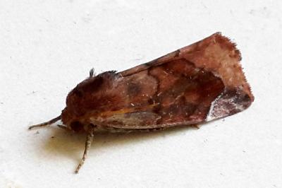 <i>Cosmia pyralina</i>