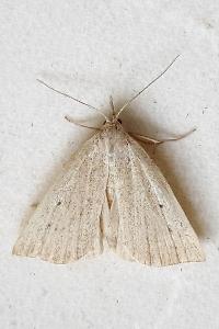 <i>Macrochilo cribrumalis</i>
