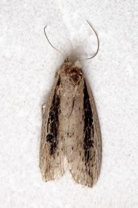 <i>Chilodes maritima</i>