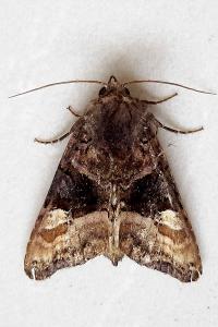 <i>Euplexia lucipara</i>