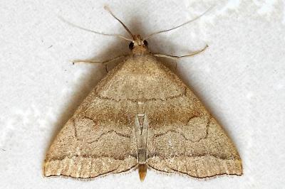 <i>Herminia tarsicrinalis</i>