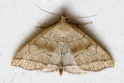 <i>Herminia tarsicrinalis</i>
