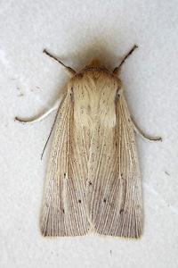 <i>Mythimna straminea</i>