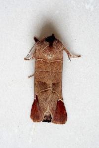 <i>Clostera curtula</i>