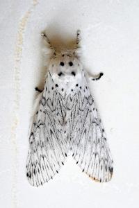 <i>Cerura erminea</i>