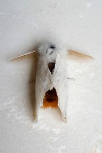 <i>Euproctis chrysorrhoea</i>