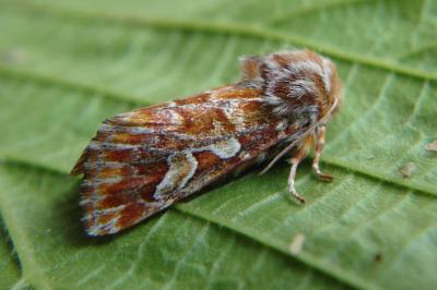 <i>Panolis flammea</i>