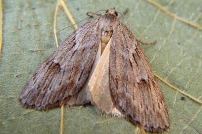 Pachycnemia hippocastanaria