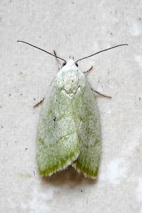 <i>Earias vernana</i>