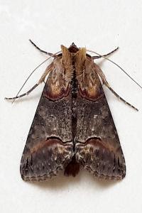 <i>Abrostola triplasia</i>