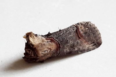 <i>Abrostola triplasia</i>