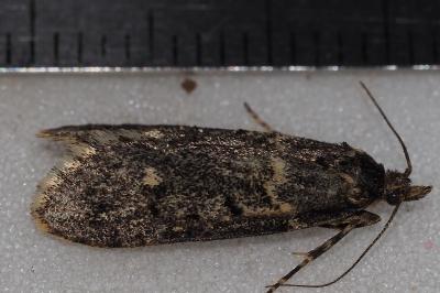 <i>Diurnea fagella</i>
