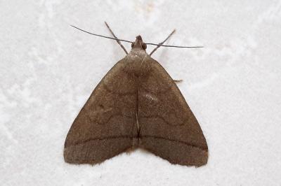 <i>Herminia tarsipennalis</i>