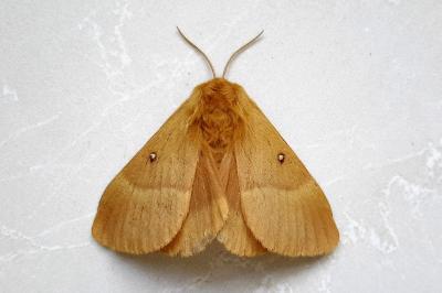 <i>Lasiocampa quercus</i>