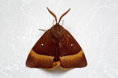 <i>Lasiocampa quercus</i>