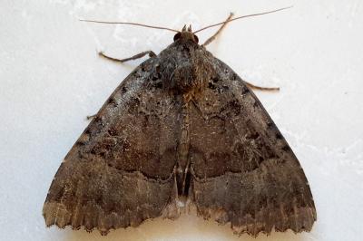 <i>Mormo maura</i>