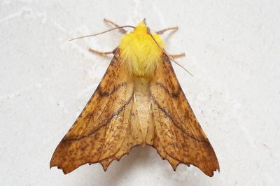 <i>Ennomos alniaria</i>