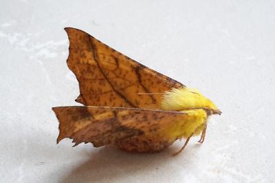 <i>Ennomos alniaria</i>