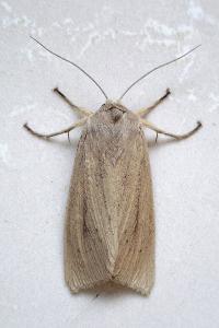 <i>Rhizedra lutosa</i>