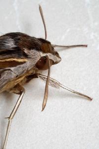 <i>Hippotion celerio</i>