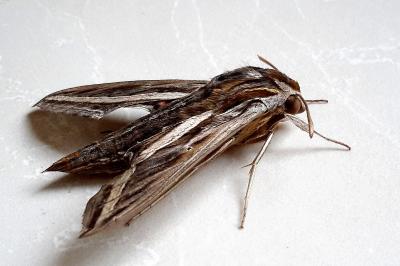 <i>Hippotion celerio</i>