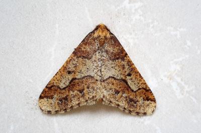 <i>Erannis defoliaria</i>