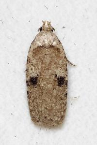<i>Agonopterix propinquella</i>
