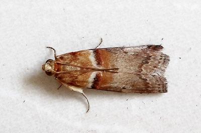 <i>Acrobasis tumidana</i>