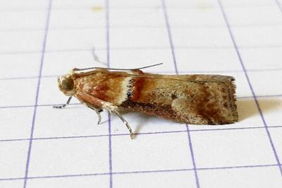 <i>Acrobasis tumidana</i>