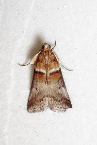 <i>Acrobasis tumidana</i>