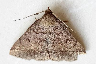 <i>Zanclognatha lunalis</i>