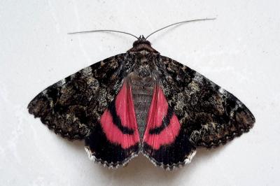 <i>Catocala coniuncta</i>