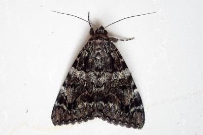 <i>Catocala coniuncta</i>