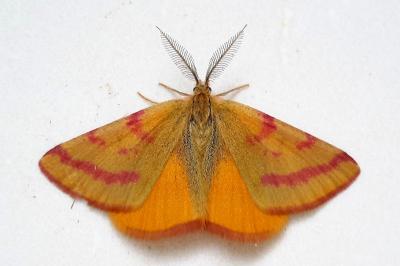 <i>Lythria purpuraria</i>