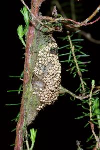 <i>Orgyia antiqua</i>