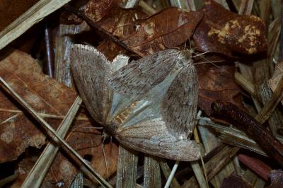 <i>Pachycnemia hippocastanaria</i>