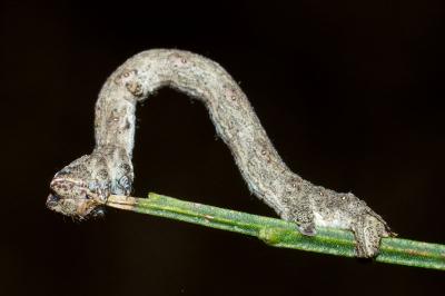 <i>Peribatodes rhomboidaria</i>