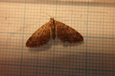<i>Eupithecia abbreviata</i>