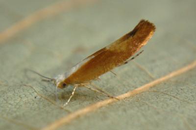 <i>Argyresthia albistria</i>