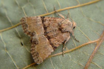 <i>Mesoligia furuncula</i>