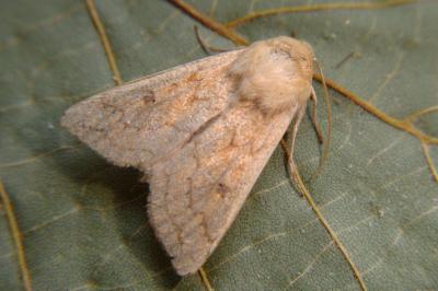 <i>Mythimna vitellina</i>