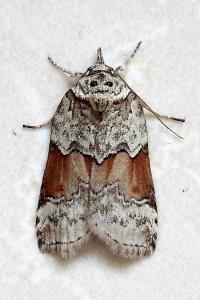 <i>Nycteola siculana</i>